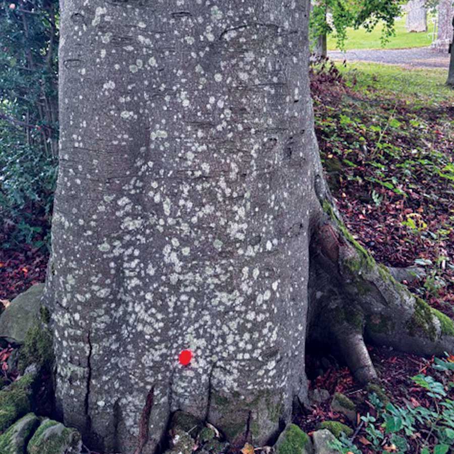 Professional tree and woodland management services