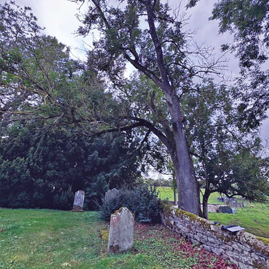 Professional tree and woodland management services