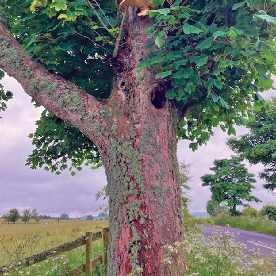 Professional tree and woodland management services