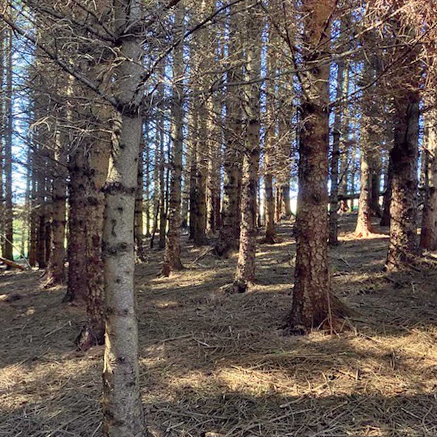 Professional tree and woodland management services