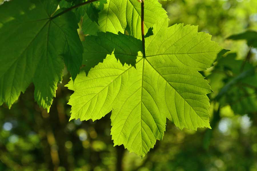 Professional tree and woodland management services